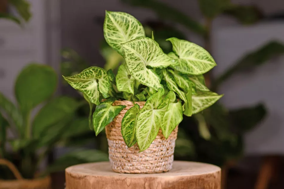 Syngonium (растение) - отглеждане в саксия, грижи, видове и сортове, приложение