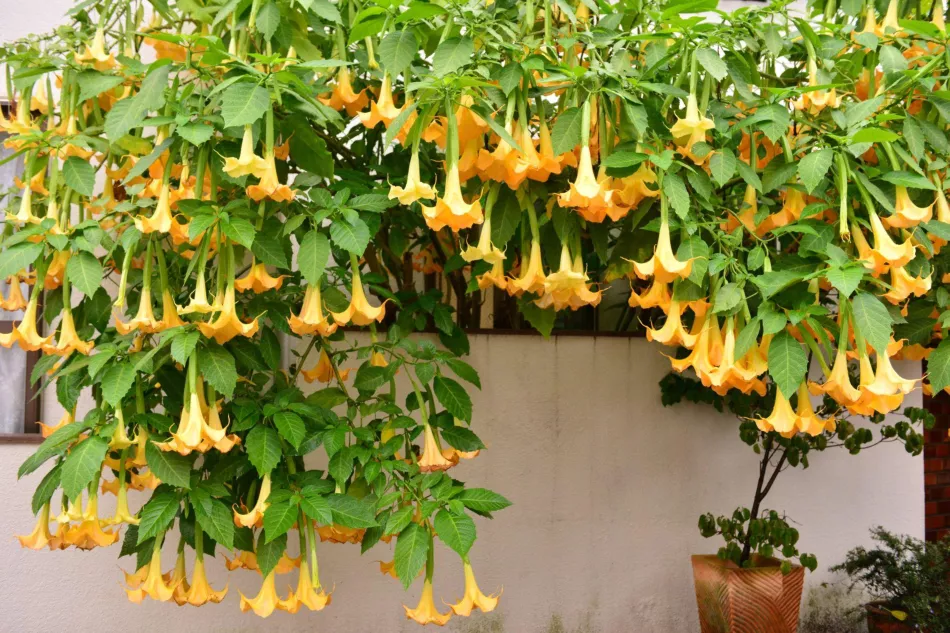 Datura (brugmansia) - изисквания, отглеждане, грижи. Как да отглеждаме датура в саксия на балкона и терасата