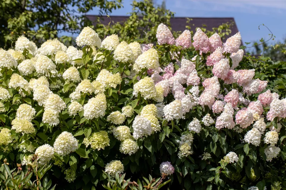 Букетна хортензия (Hydrangea paniculata) - отглеждане, грижи, рязане, сортове