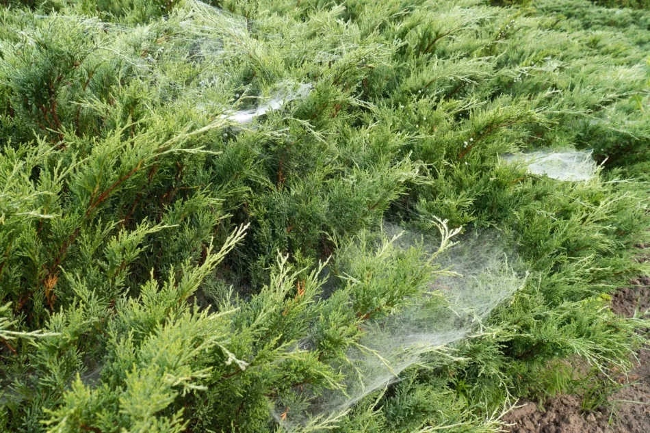 Pavučiny na ihličnanoch - odkiaľ pochádzajú, čo s nimi? Sú nebezpečné?