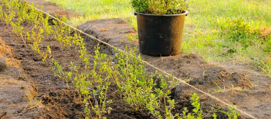 Živý plot - ako ho zasadiť na jeseň. Aké kríky na živý plot si vybrať a ako zasadiť?