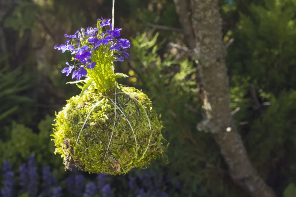 Kokedama - japonské umenie visutých záhrad. Ako urobiť kokedamu?