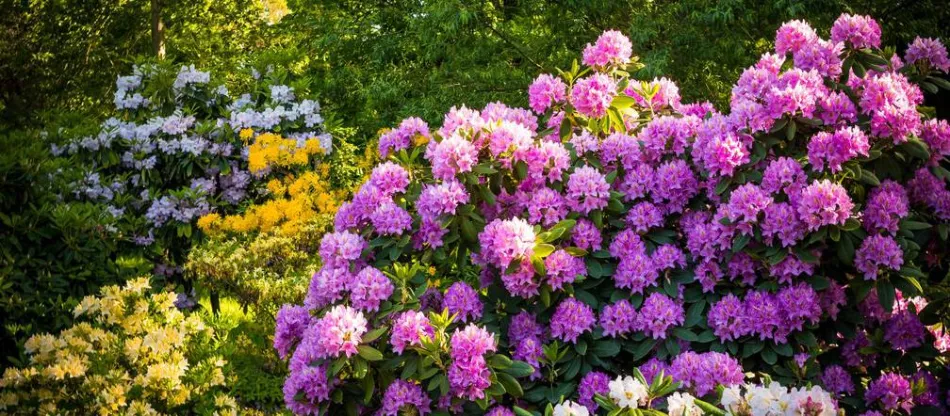 Kedy a ako rododendrony hnojiť? Osvedčené hnojivá pre rododendrony