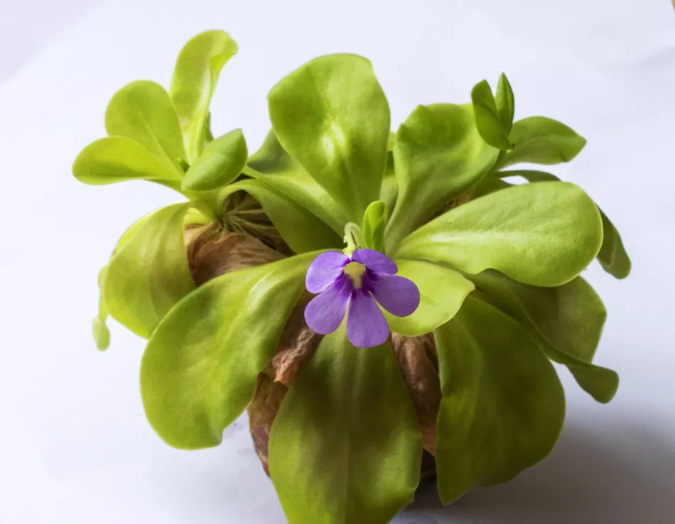 Pinguicula – интересное насекомоядное растение. Уход и выращивание