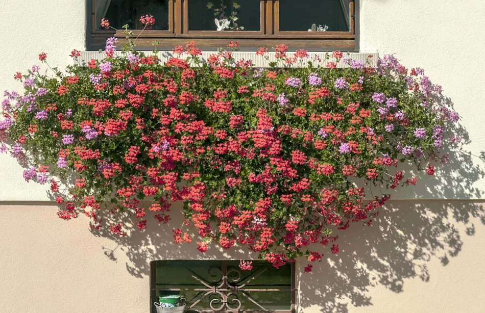 Cascade Pelargonium. Какво да направите, за да цъфти красиво през целия сезон?