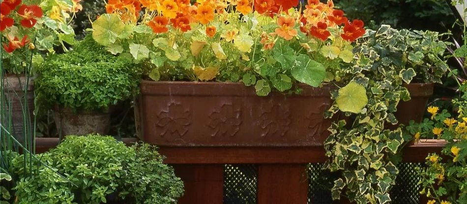 Tırmanma nasturtium - daha büyük nasturtium - bahçede ve balkonda yetiştirme