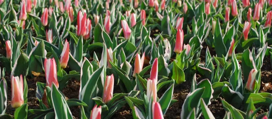 Kaufmann tulipány - charakteristika, použitie, odrody