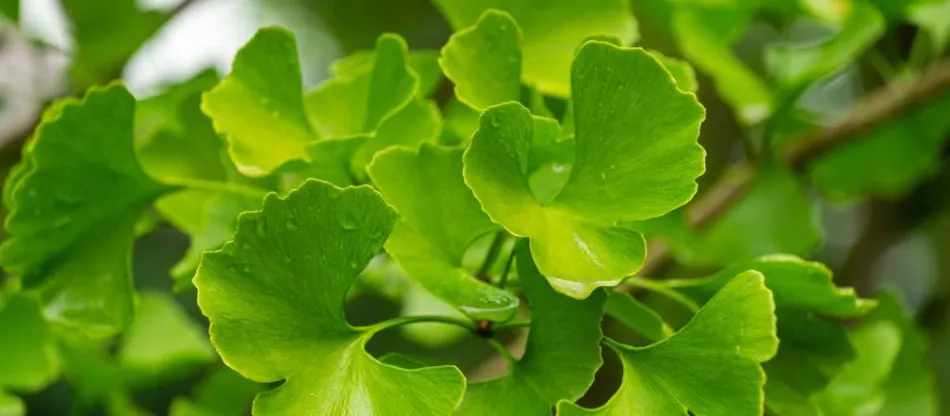 Ginkgo biloba – ako pestovať ginko v Poľsku?