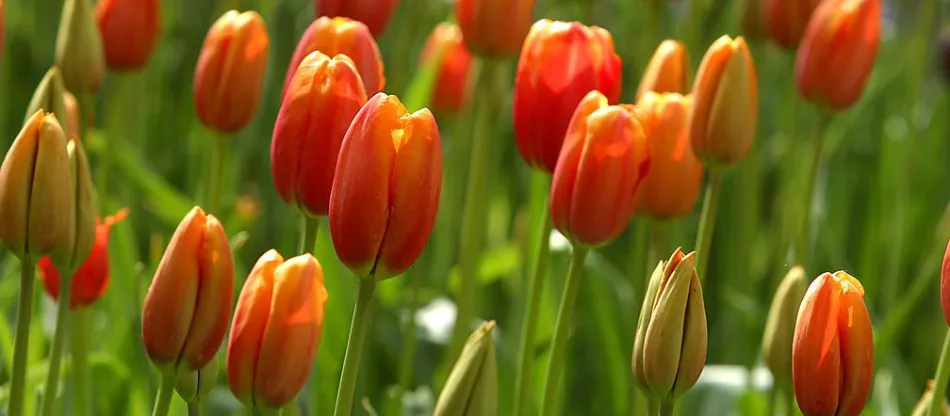 Proč tulipány nekvetou (odborná rada)