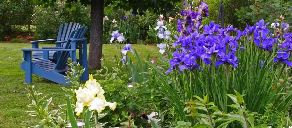 Ириси (Irises) - видове, отглеждане, засаждане, грижи за ириси в градината