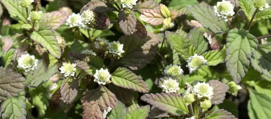 Трава ацтеков (Lippia dulcis) - выращивание, свойства, применение