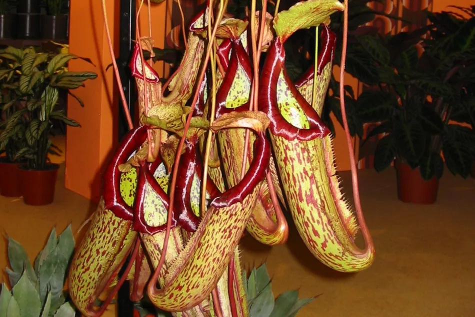 Nepenthes - požiadavky, starostlivosť, pestovanie doma
