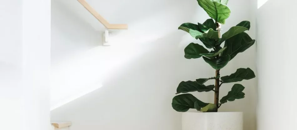 Ficus lyrata - лиролистный фикус: требования, выращивание, уход, применение