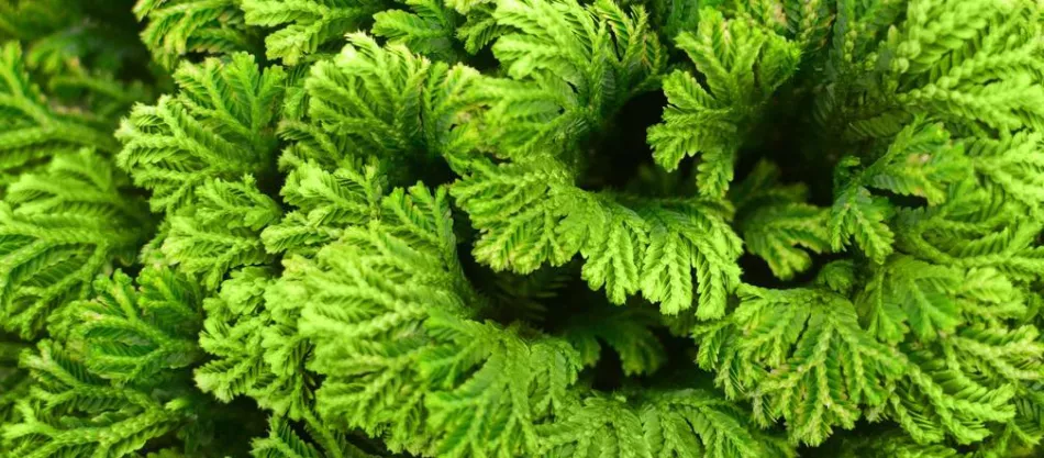 Лайма (Selaginella) - виды Лаймы, домашнее выращивание, уход