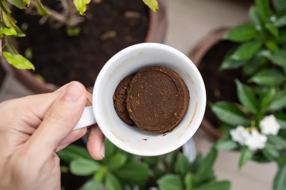 Kávová usadenina - aké rastliny pre dom a záhradu. Je kávová usadenina dobrým hnojivom?