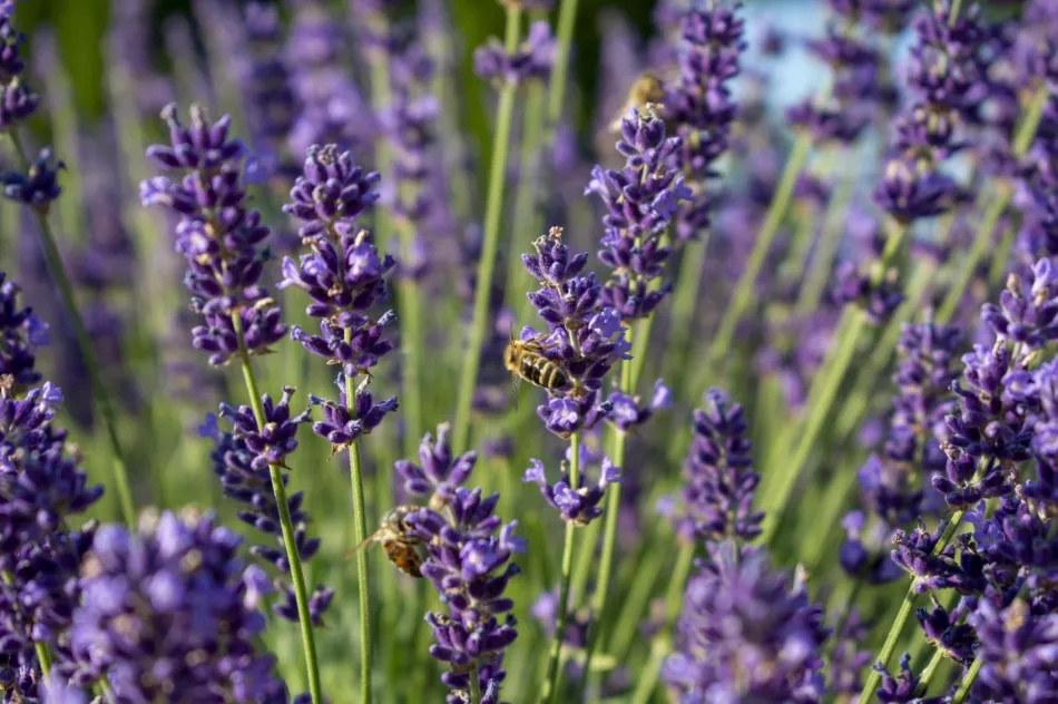 Ubijanje ose ili pčele rezultirat će visokom kaznom! Pripazite na insekte oprašivače