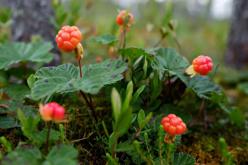 Морошка (Rubus chamaemorus) - описание, требования, выращивание, уход, применение
