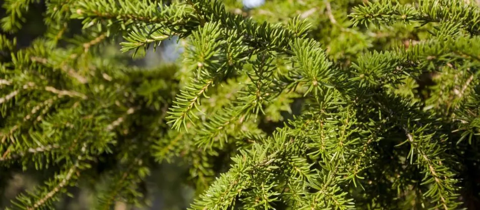 Sibirya köknarı (Abies sibirica) - çeşitleri, dikim, yetiştirme, bakım, kullanım