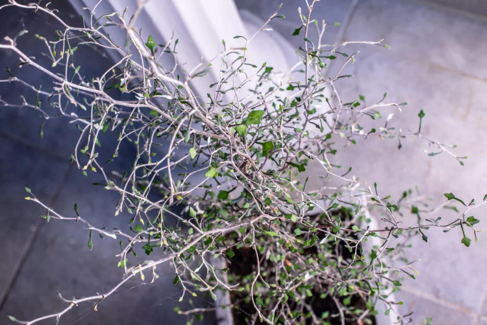 Corokia - jedinečná rastlina na pestovanie v kvetináčoch