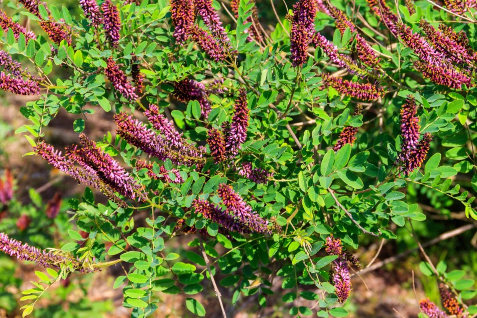 Аморфа кустарниковая (Amorpha fruticosa) – требования, выращивание, уход, применение